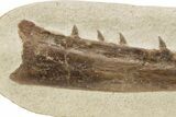Fossil Mosasaur (Tethysaurus) Jaw - Asfla, Morocco #266937-1
